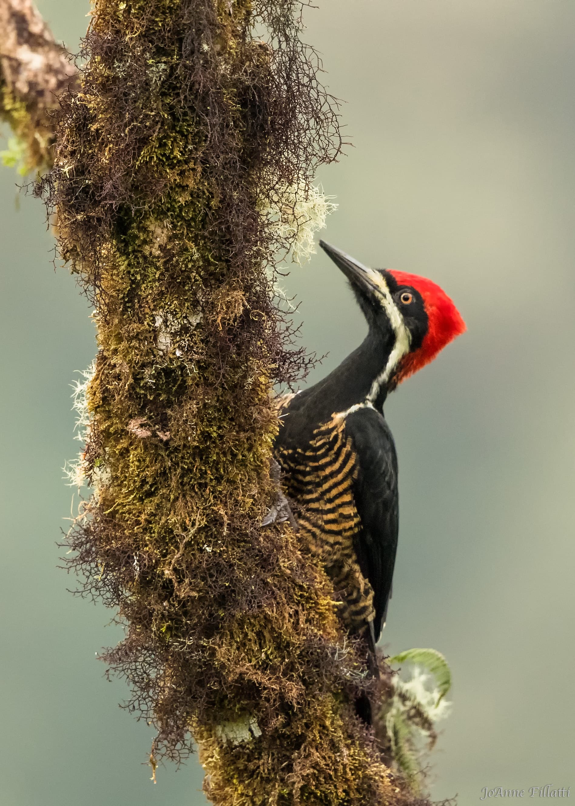 bird of ecuador image 8